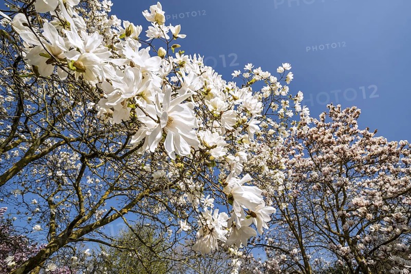 Close-up of flowering Magnolia stellata Two Stones