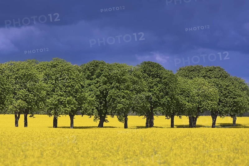Farmland showing rape