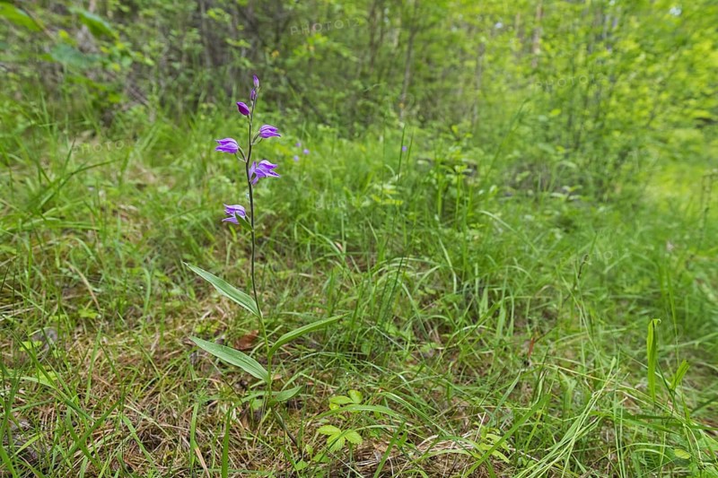 Red helleborine