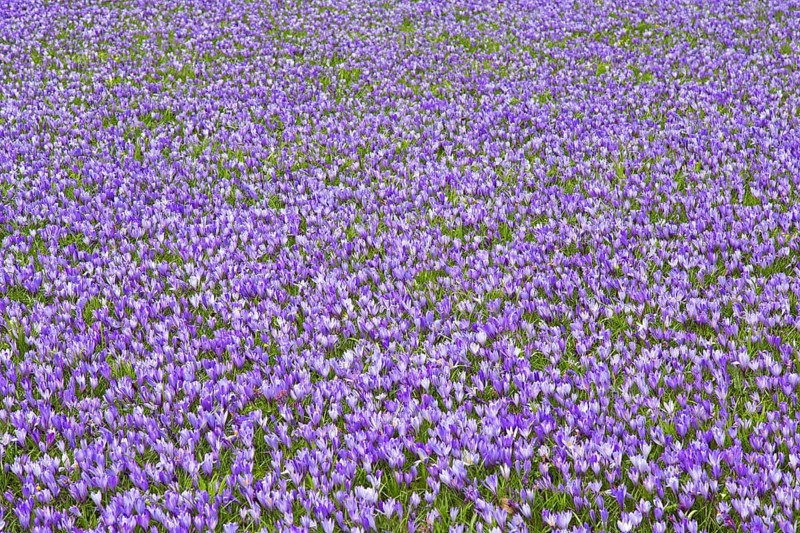Purple carpet of blooming crocuses