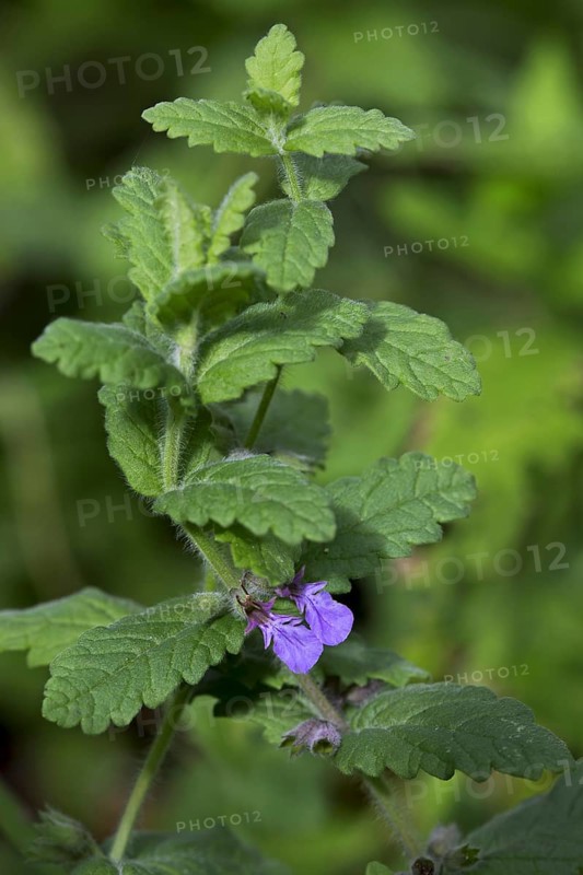 Water germander