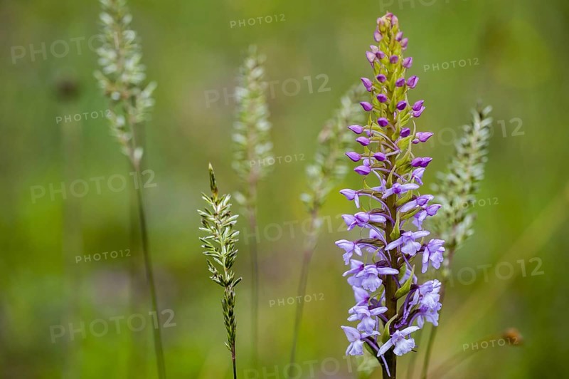 Fragrant orchid