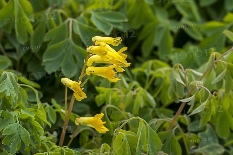 Rock fumewort