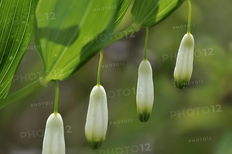 Angular Solomon's-seal