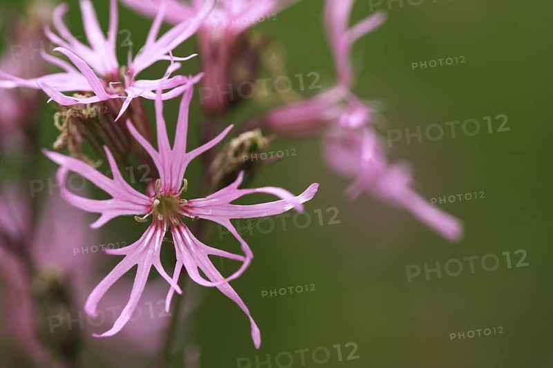 Ragged Robin