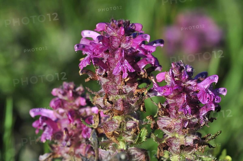 Whorled lousewort