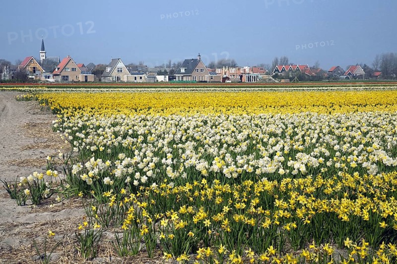 Colourful narcissus and daffodil