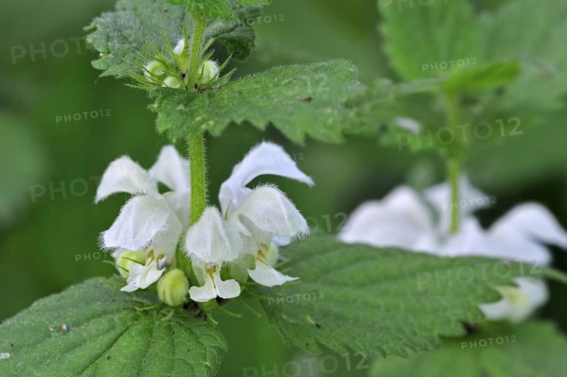 White deadnettle