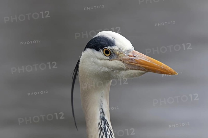 Grey heron