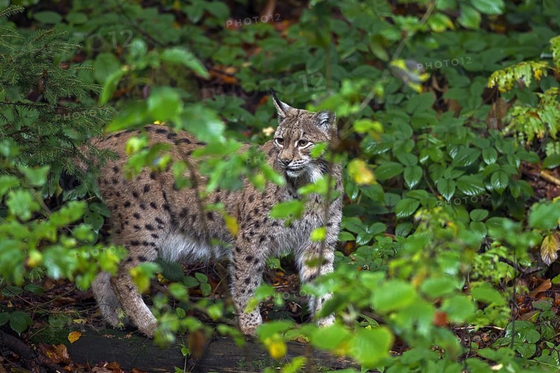 Eurasian lynx