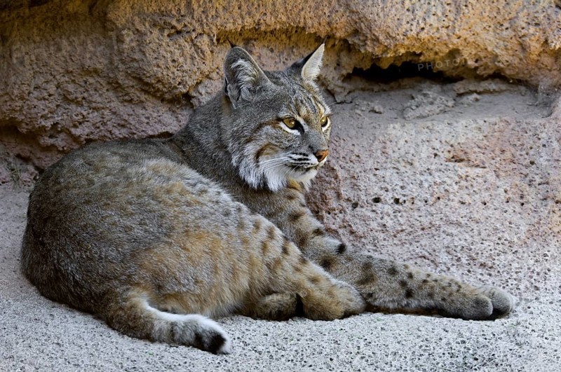 Bobcat