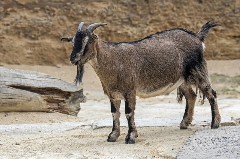 Cameroon sheep
