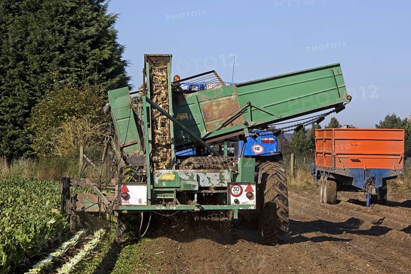 Field with cultivated chicory plants being raised by tractor with harvester