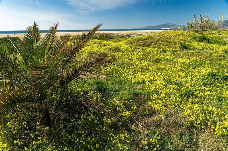 Playa de Los Lances beach in Tarifa
