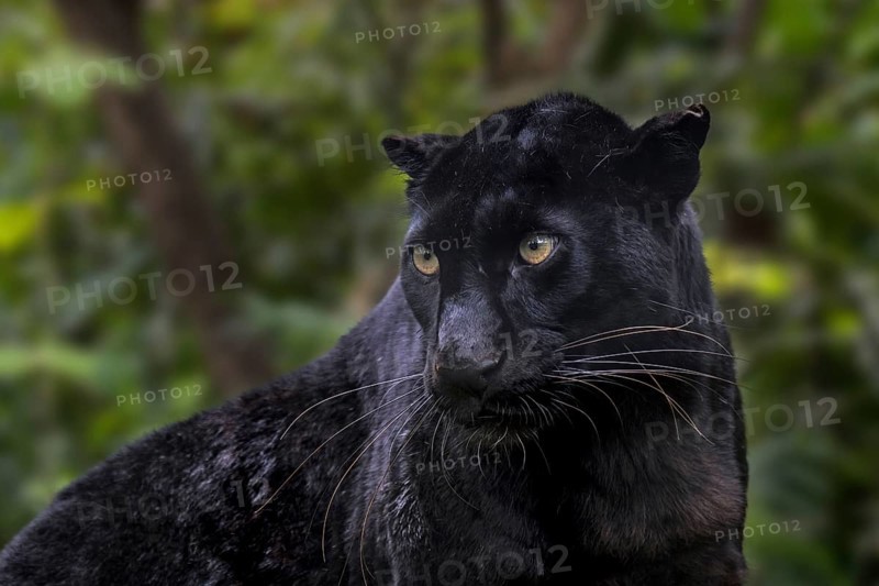 Melanistic leopard