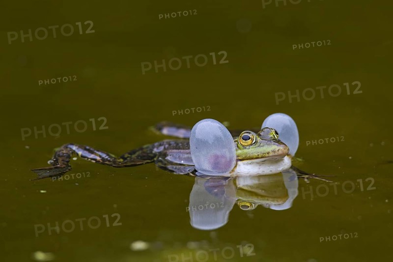 European edible frog