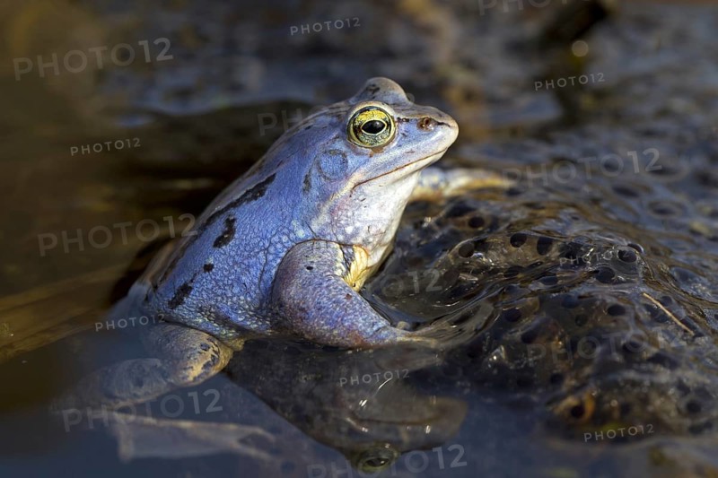 Moor Frog