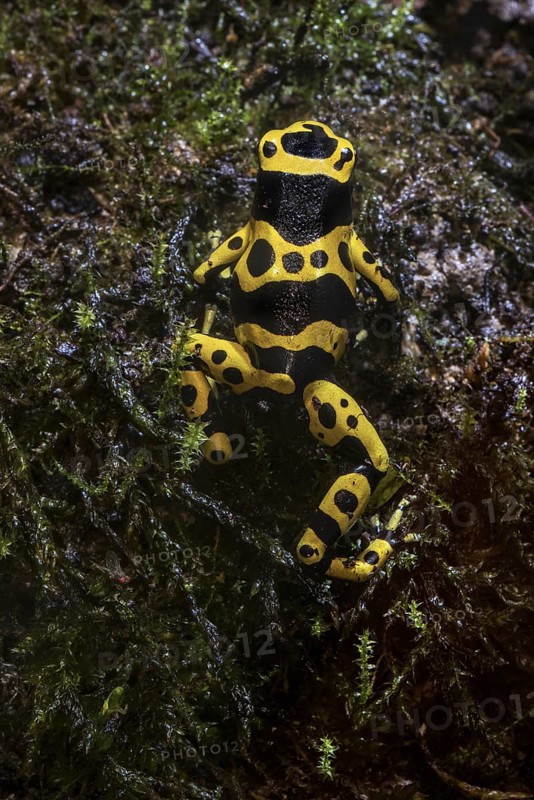 Yellow-banded poison dart frog