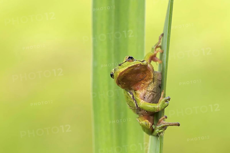 European tree frog