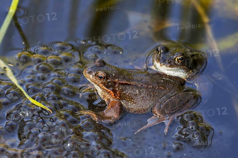 European common frog