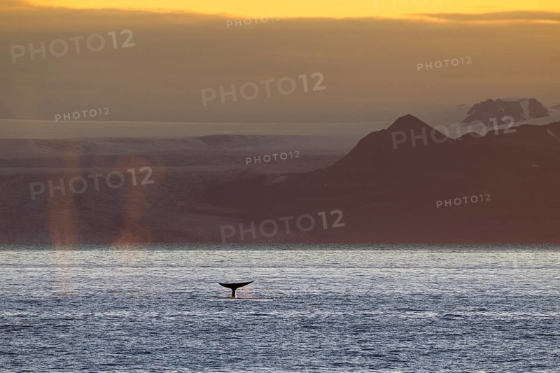 Blue whale