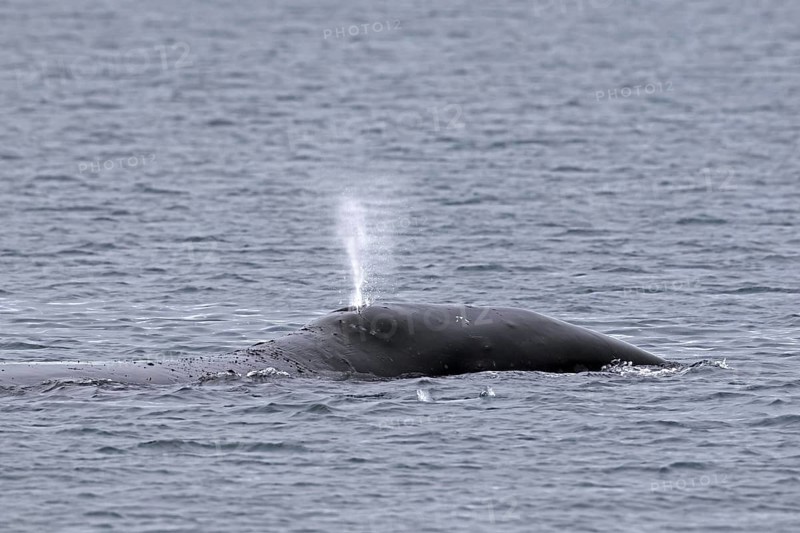 Blow through blowhole of bowhead whale