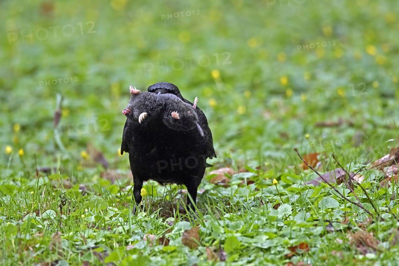 Carrion crow