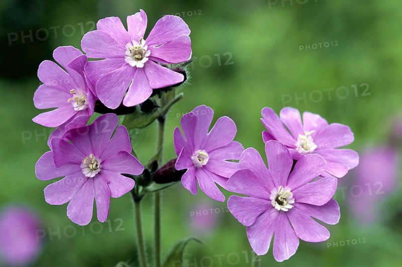 Red campion
