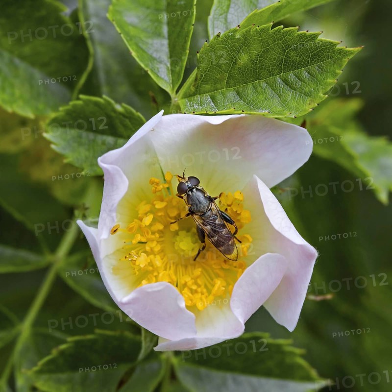 Thick-legged hoverfly