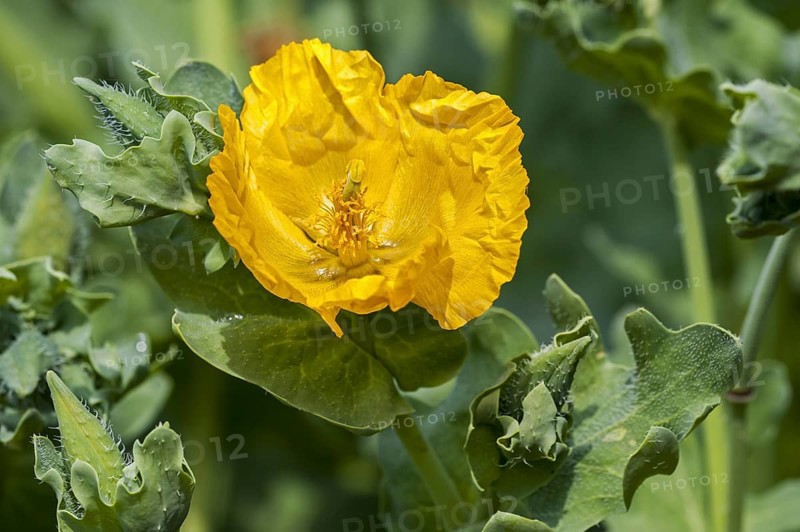 Yellow hornpoppy