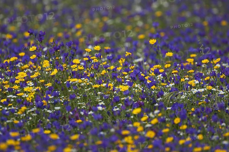 Colourful wildflowers in meadow in montado
