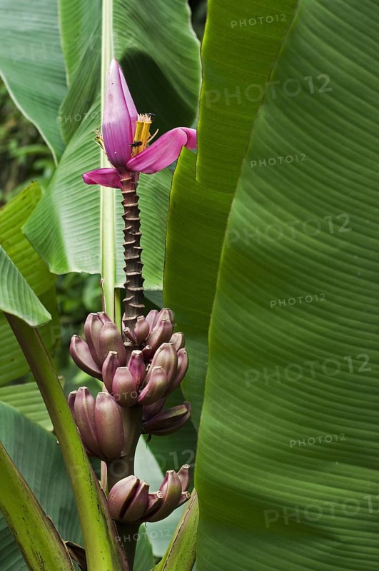 Hairy banana