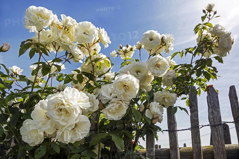 Rosa Schneewittchen