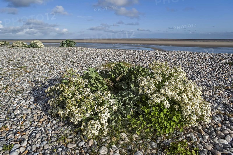 Sea kale