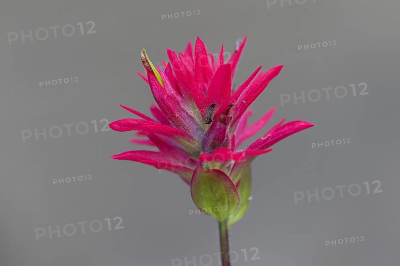 Close up of giant red Indian paintbrush