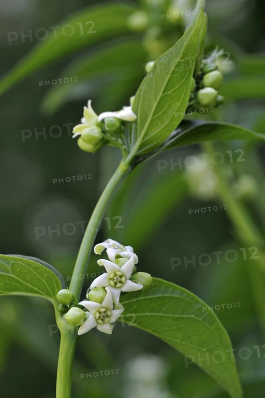 White swallow wort