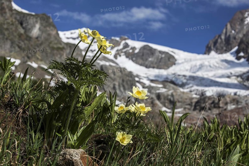 Yellow alpine pasqueflower