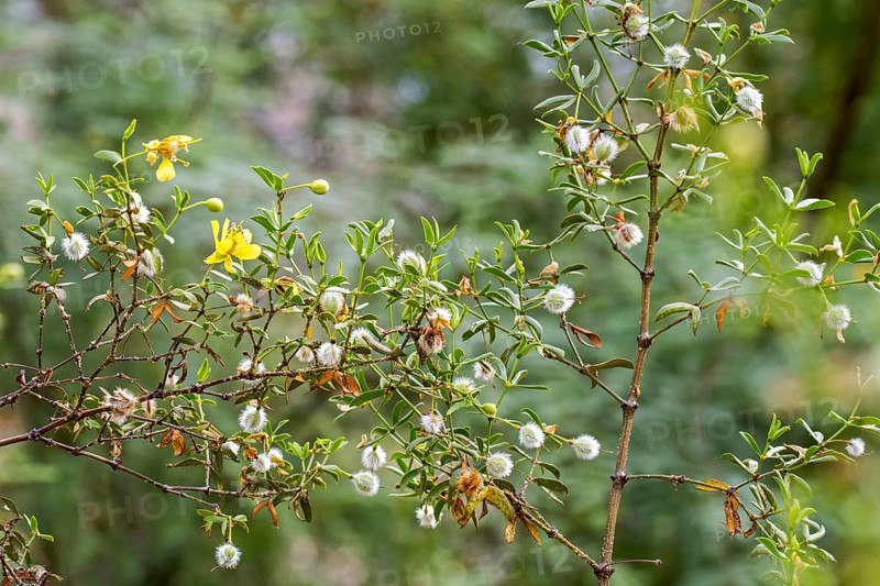 Creosote bush