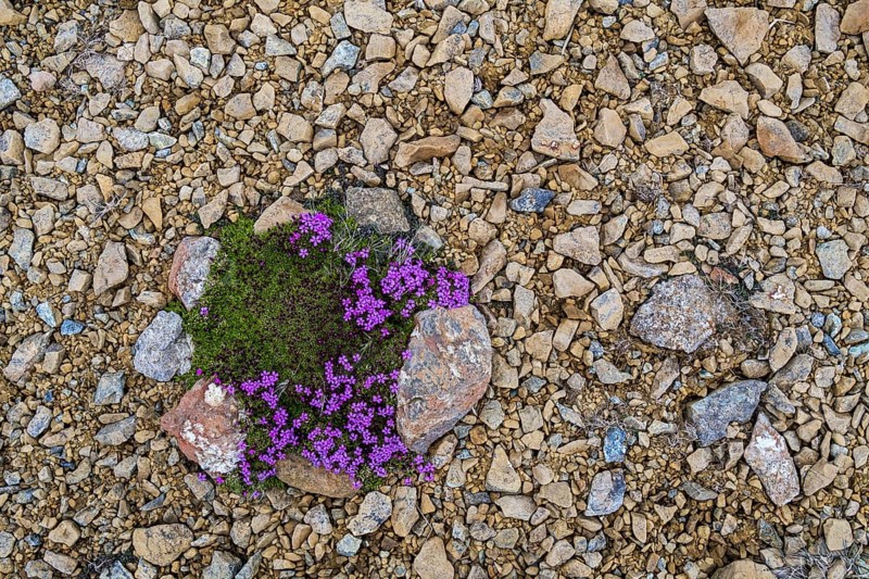 Moss campion