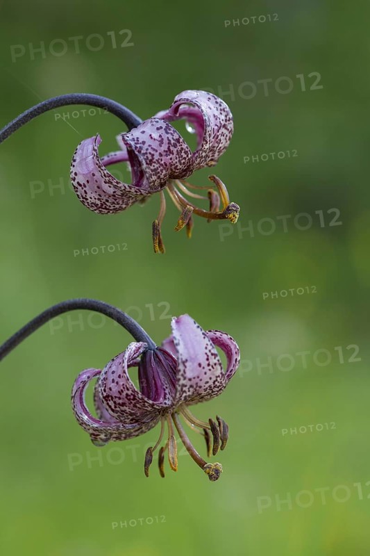 Martagon lily