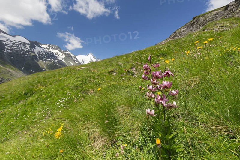 Martagon lily