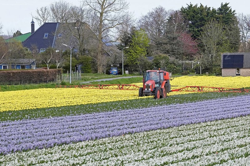 Tractor spraying over colourful tulips and hyacinths in Dutch tulip field in spring near Alkmaar