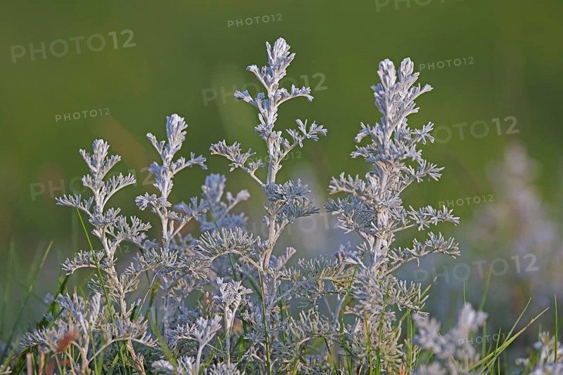 Sea wormwood