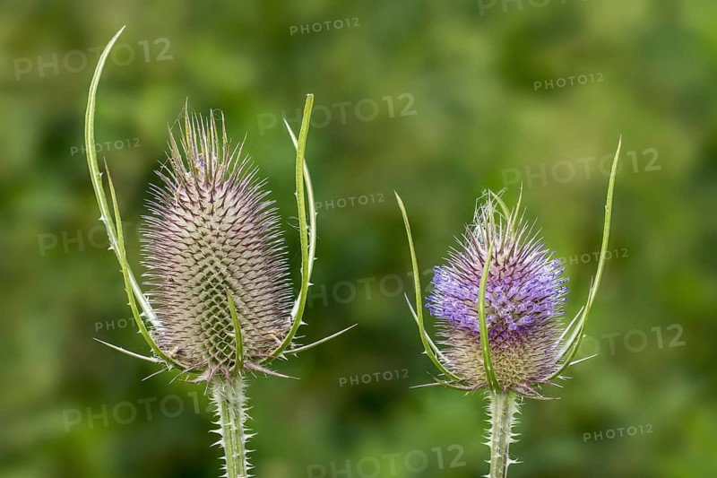 Wild teasel