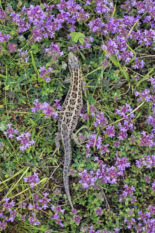 Sand lizard