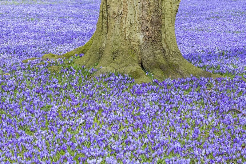 Purple carpet of blooming crocuses