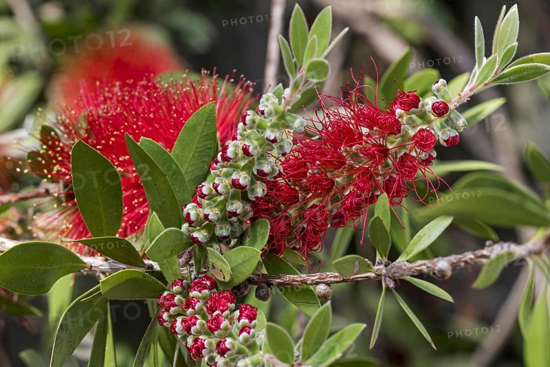 Bottlebrush