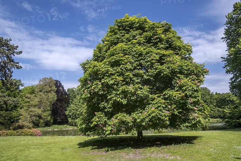 Red horse-chestnut