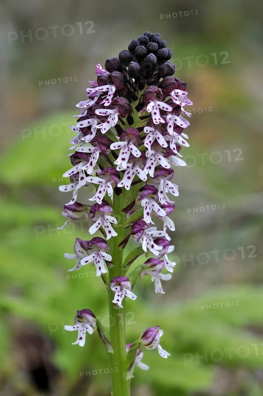 Burnt orchid in flower
