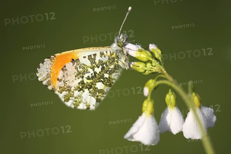 Orange tip